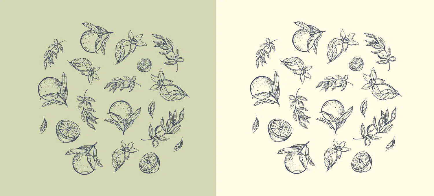 botanical illustrations for a candle brand